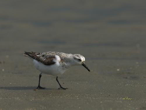 20090929_380213_Sanderling_3727.jpg