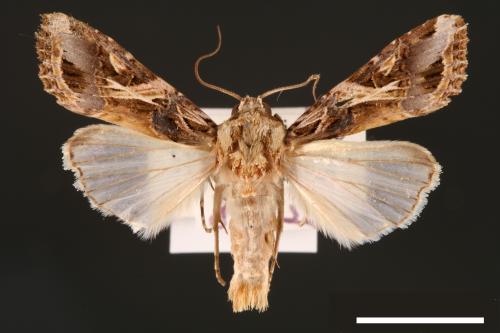 Spodoptera litura[斜紋夜蛾][00002811]
