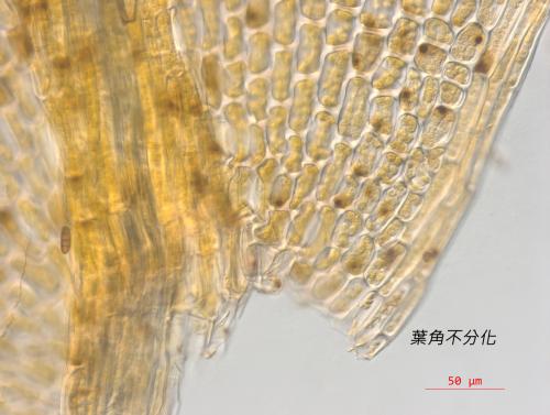 平肋提燈苔