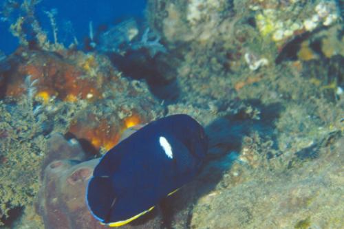 Centropyge tibicen@fishdb-media-3169 Centropyge tibicen@fishdb-media-3169