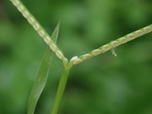 兩耳草 兩耳草