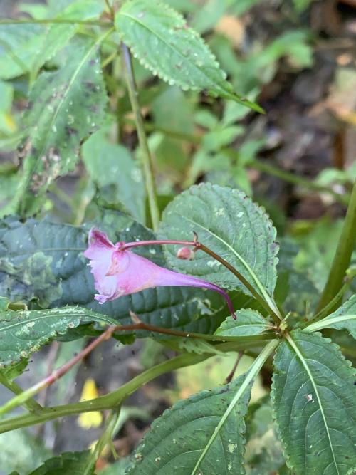 棣慕華鳳仙花 棣慕華鳳仙花