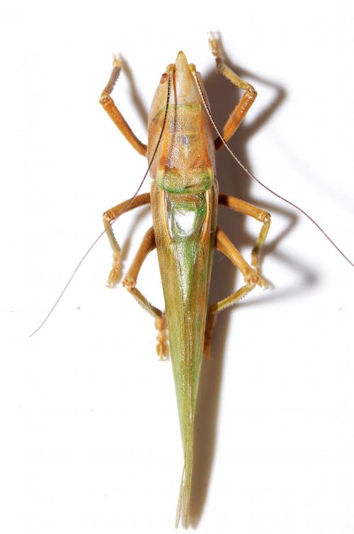 日本擬矛螽 Pseudorhynchus japonicus 日本擬矛螽 Pseudorhynchus japonicus