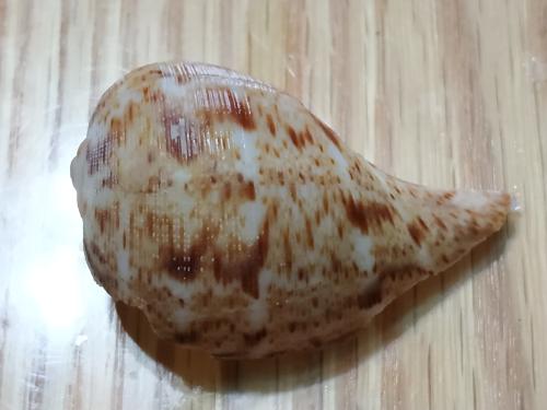 True Fig Shell True Fig Shell