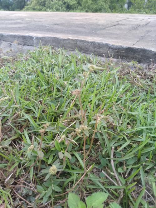 飛揚草 飛揚草