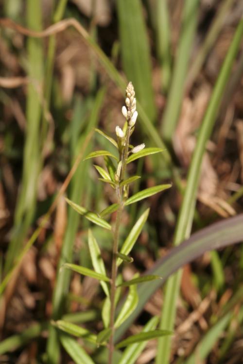 圓錐花遠志-Polygalaceae遠志科-遠志屬-Polygala paniculata-20090110新竹-新豐-牛牯嶺-蓮花寺濕地-雙子葉-IMG_6195