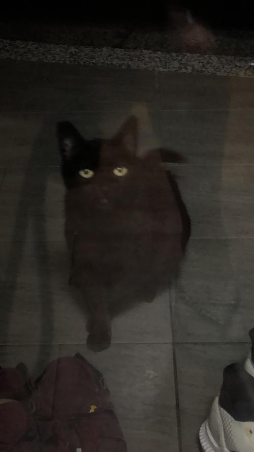 家貓
