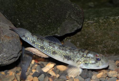 Acentrogobius viridipunctatus@fishdb-media-13330