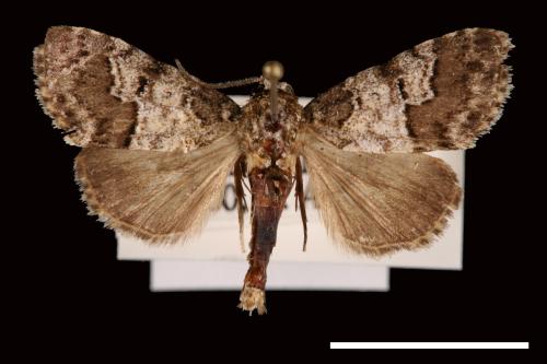 Paragona dubia[00031575]