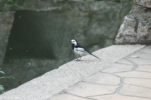 白鶺鴒(白面) 白鶺鴒(白面)