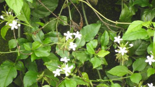 白花丹
