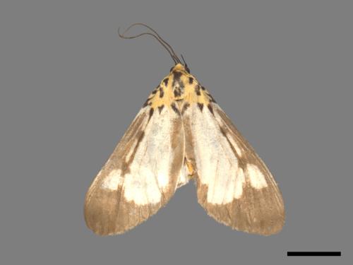 Asota plana lacteata[長斑擬燈蛾][00019957]