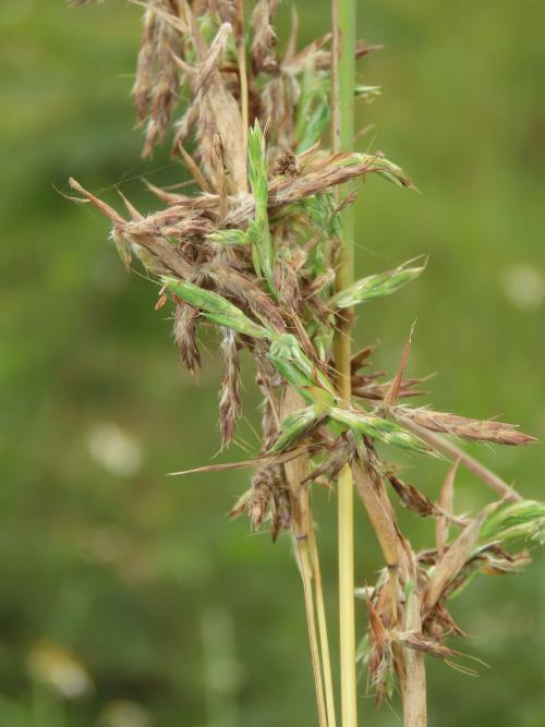 野香茅（海南植物志）