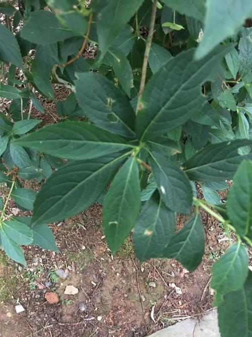 華八仙(華南分布)