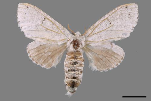 Cnethodonta grisescens baibarana[灰舟蛾][00059835]