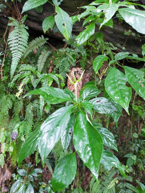 角桐草 角桐草