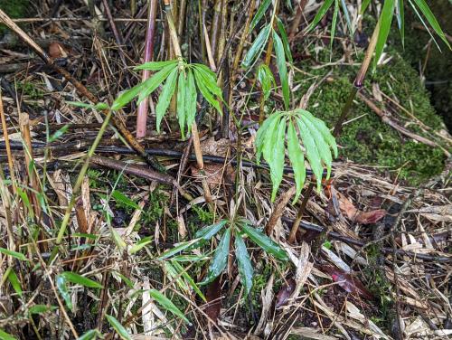 高山鴨腳木 高山鴨腳木