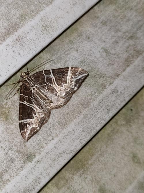 Ecliptopera delecta