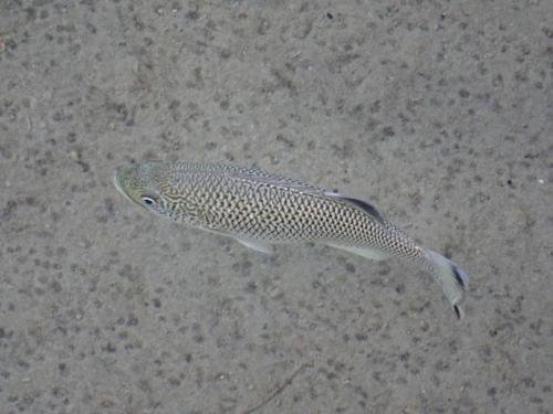 大口湯鯉