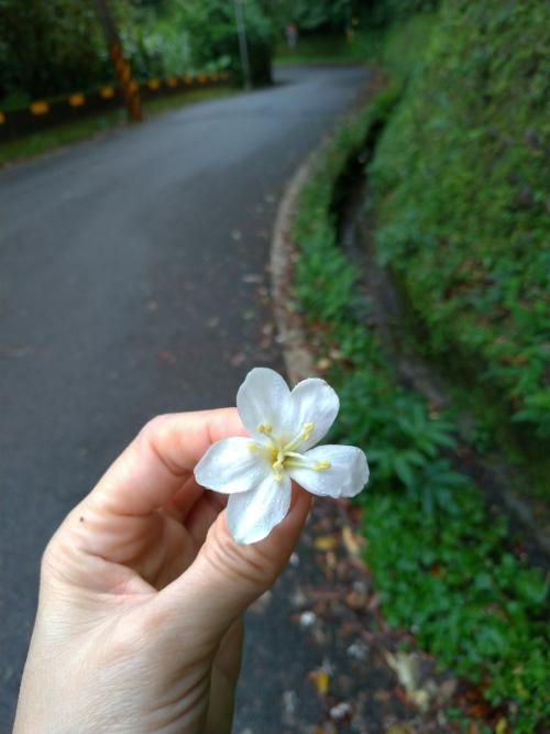 千年桐