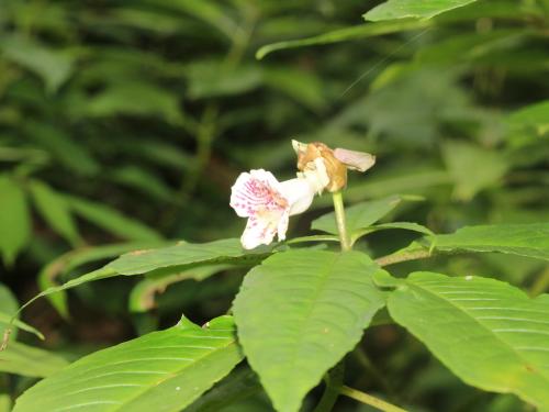 角桐草 角桐草