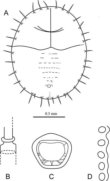 Pentaleyrodes cinnamomi  (Takahashi, 1932)  香桂突毛粉蝨