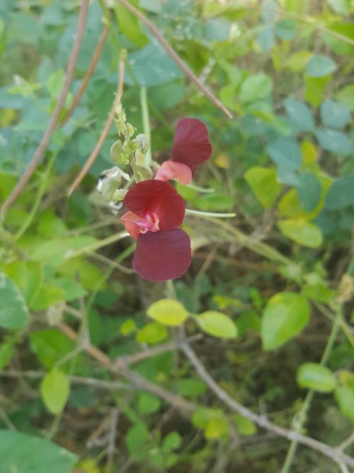 大翼豆 (長序菜豆) 大翼豆 (長序菜豆)