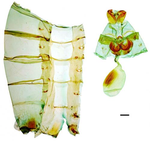 Troides magellanus sonani Matsumura, 1932 珠光裳鳳蝶 Troides magellanus sonani Matsumura, 1932 珠光裳鳳蝶