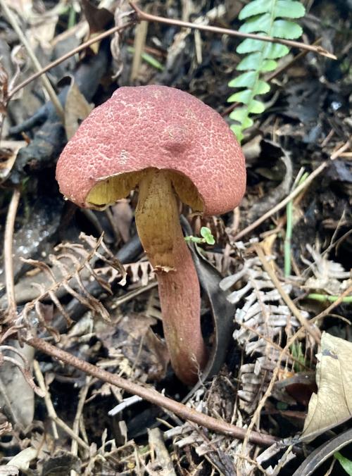 深紅條孢牛肝菌