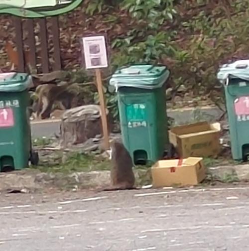 臺灣獼猴 臺灣獼猴