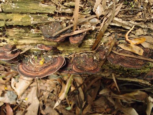 Fomitopsis vinosa(葡酒色擬層孔菌)