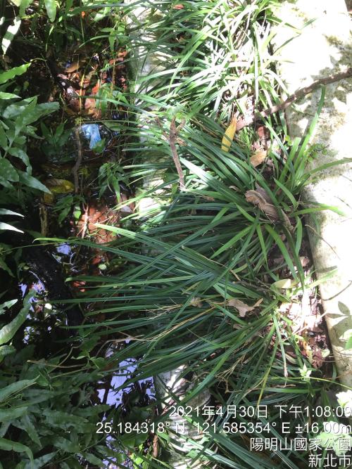 中國宿柱薹 中國宿柱薹