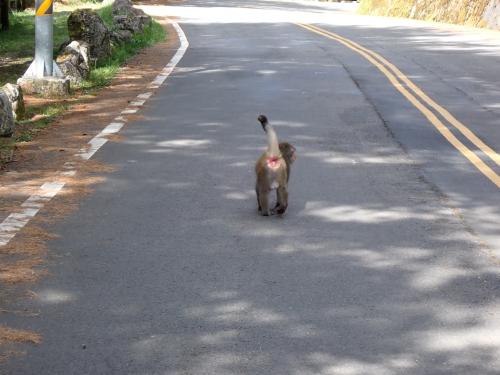 臺灣獼猴