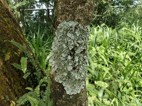 Parmotrema tinctorum(大裸緣梅衣)