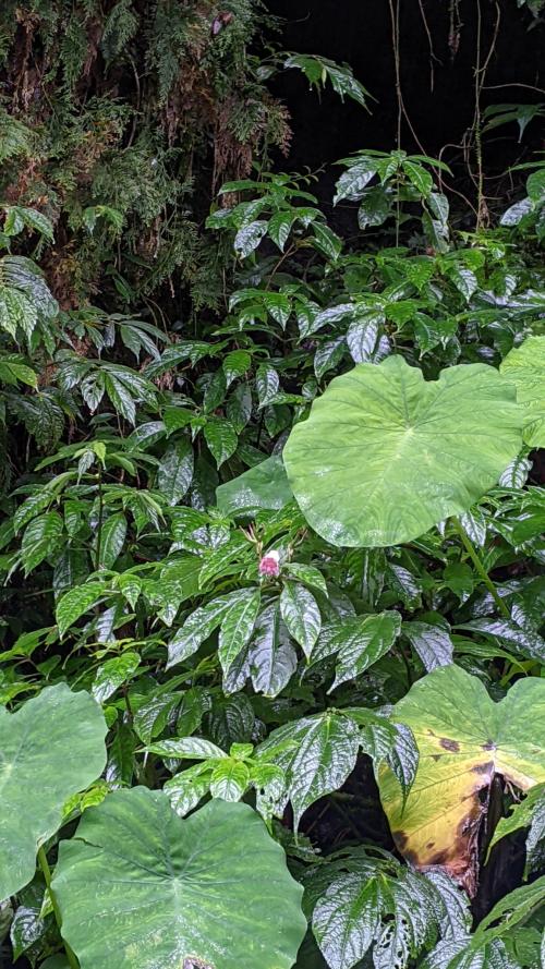 角桐草 角桐草