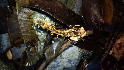 Ophiocordyceps odonatae