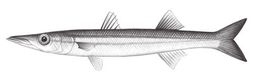 Sphyraena flavicauda@Jheng2322 Sphyraena flavicauda@Jheng2322