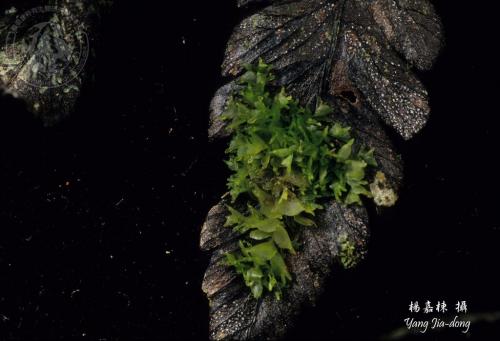 Y4676-Colura inuii.jpg