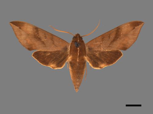 Ampelophaga rubiginosa myosotis[臺灣葡萄天蛾][00016868]