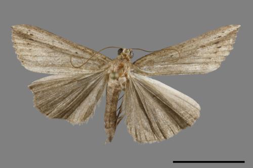 <已分類>Genus：Hypena[00069840]