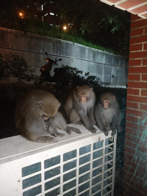 臺灣獼猴 臺灣獼猴