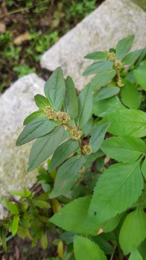 飛揚草 飛揚草