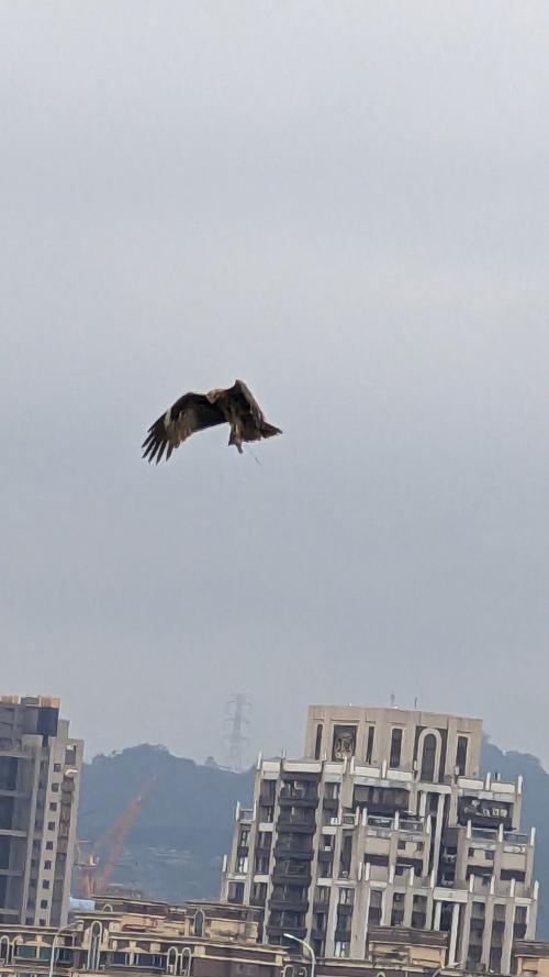黑鳶 黑鳶
