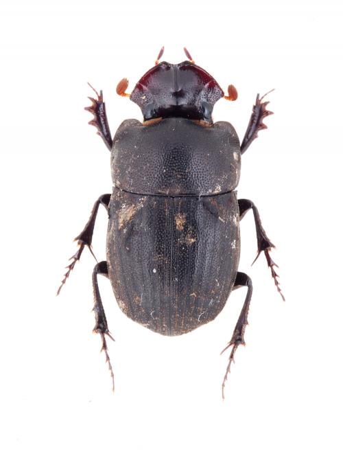 Paracopris cariniceps (Felsche, 1910)(1)