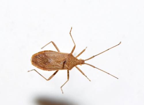 一點同緣椿象 Homoeocerus unipunctatus