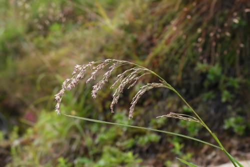 髮草