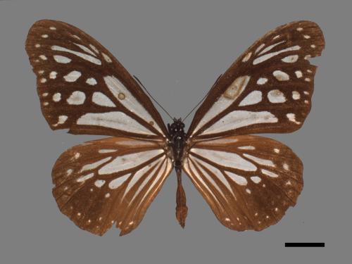 Parantica swinhoei[小青斑蝶][00014424]