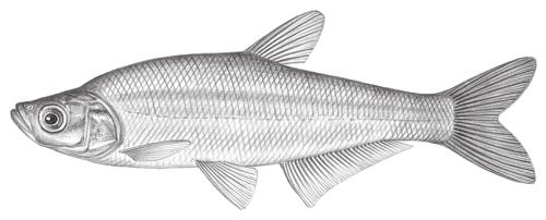 Chanodichthys erythropterus@Jheng0335