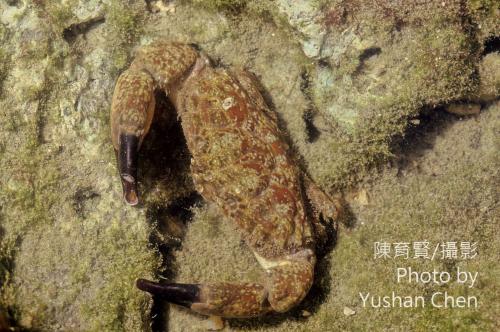 溝痕皺蟹 (火紅皺蟹 Leptodius affnis) 溝痕皺蟹 (火紅皺蟹 Leptodius affnis)