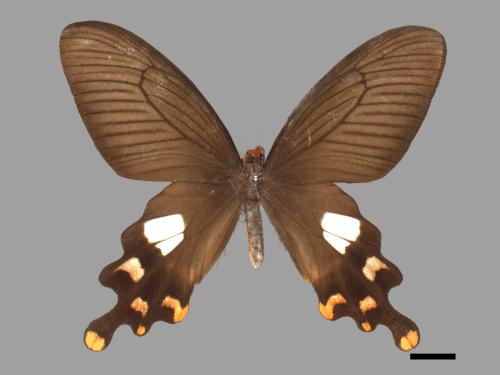 Byasa polyeuctes termessus[大紅紋鳳蝶][00013700]